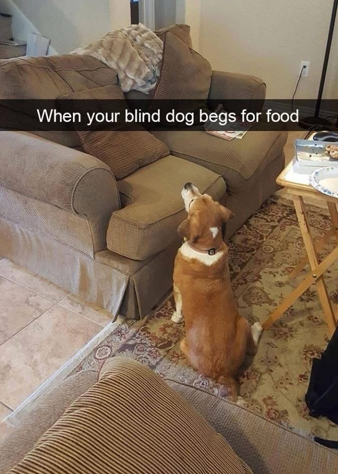 When your blind dog begs for food