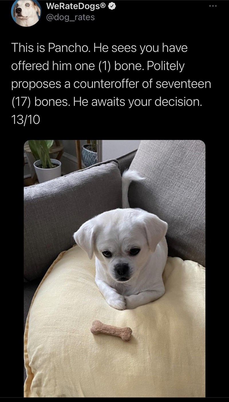 WeRateDogsⓇ @dog_rates This is Pancho. He sees you have offered him one (1) bone. Politely proposes a counteroffer of seventeen (17) bones. He awaits your decision. 13/10