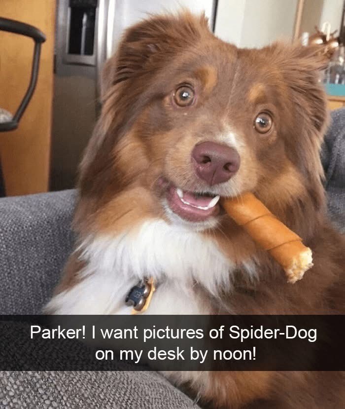 Parker! I want pictures of Spider-Dog on my desk by noon!