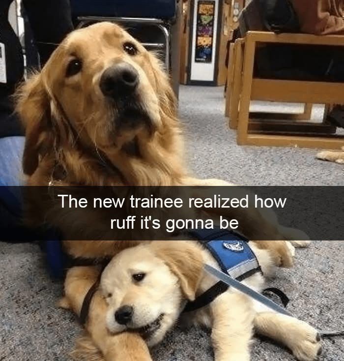 The new trainee realized how ruff it's gonna be