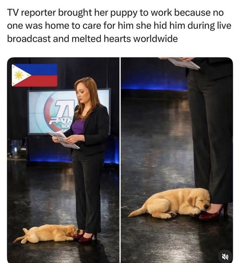 TV reporter brought her puppy to work because no one was home to care for him she hid him during live broadcast and melted hearts worldwide SA PATK SO