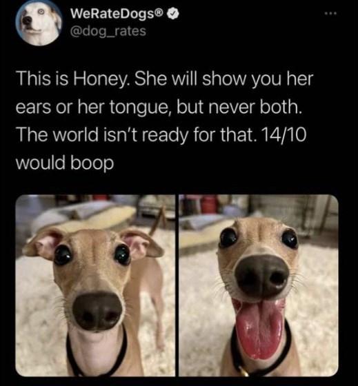 WeRateDogsⓇ @dog_rates This is Honey. She will show you her ears or her tongue, but never both. The world isn't ready for that. 14/10 would boop