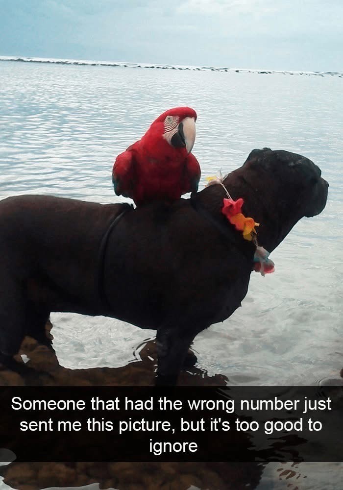 Someone that had the wrong number just sent me this picture, but it's too good to ignore