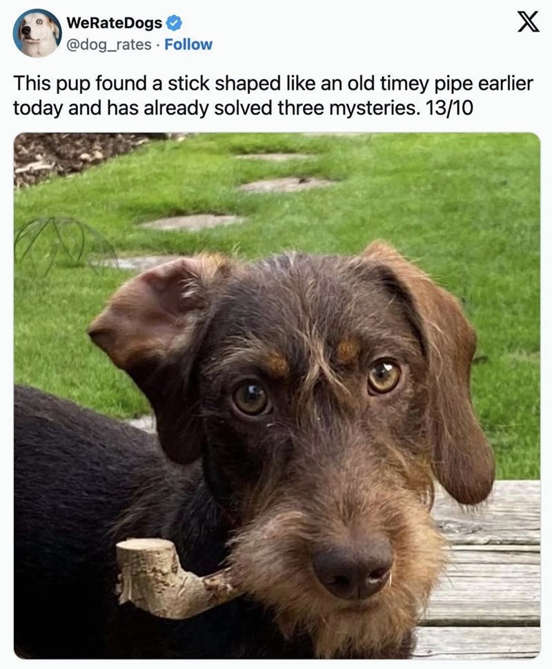 WeRateDogs @dog_rates Follow X This pup found a stick shaped like an old timey pipe earlier today and has already solved three mysteries. 13/10