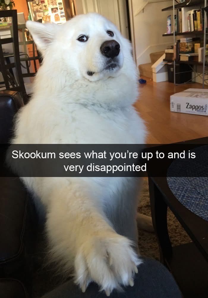 Zappos Skookum sees what you're up to and is very disappointed