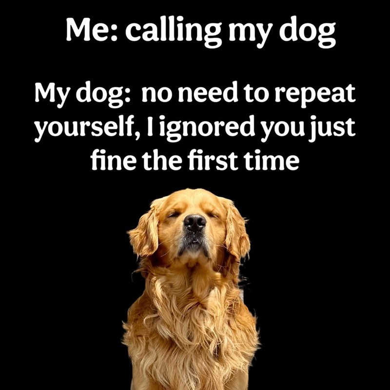 Me: calling my dog My dog: no need to repeat yourself, I ignored you just fine the first time