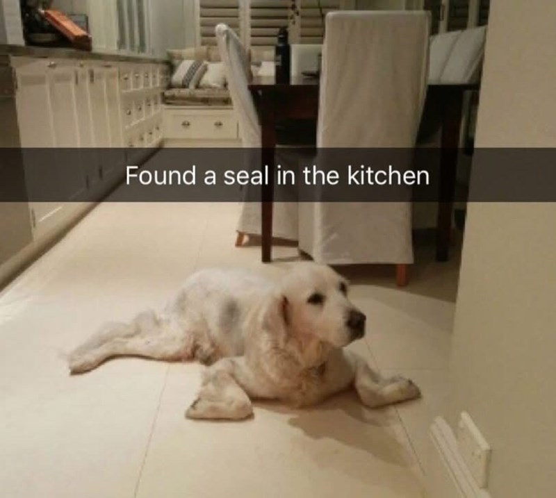 Found a seal in the kitchen