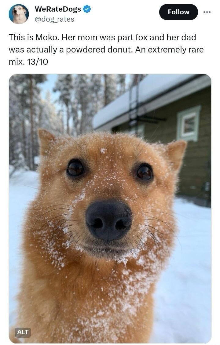 WeRateDogs @dog_rates Follow This is Moko. Her mom was part fox and her dad was actually a powdered donut. An extremely rare mix. 13/10 ALT