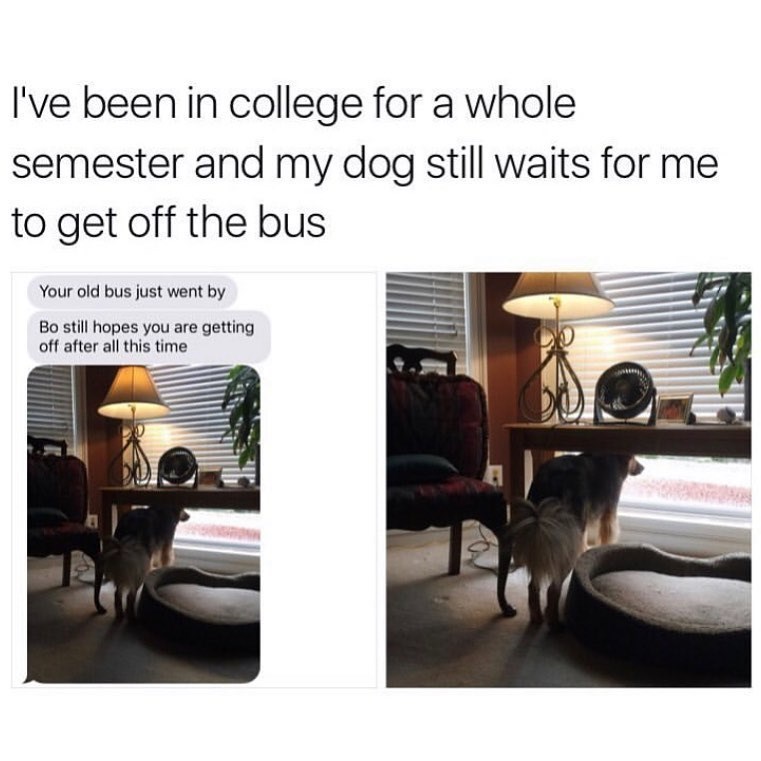 I've been in college for a whole semester and my dog still waits for me to get off the bus Your old bus just went by Bo still hopes you are getting off after all this time