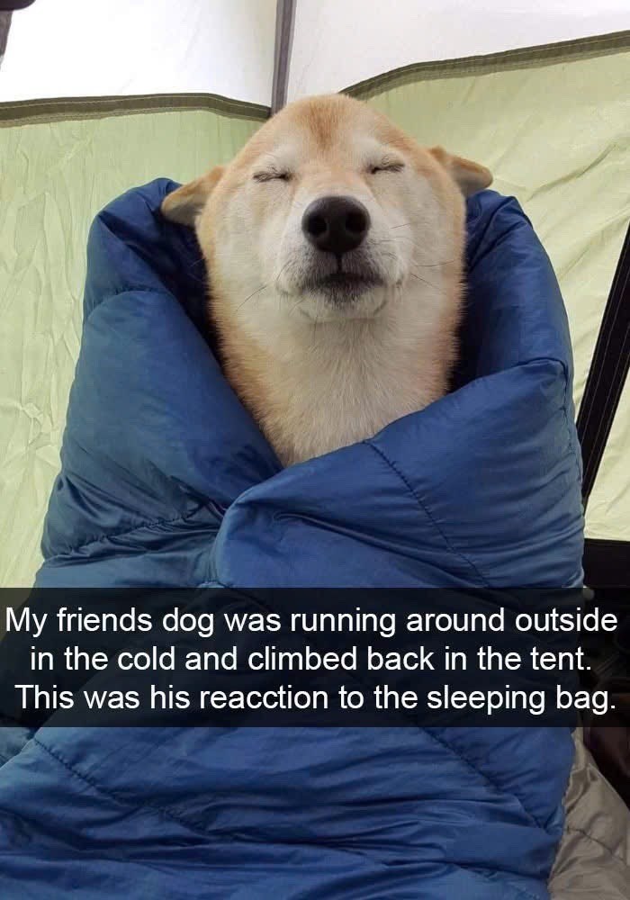 My friends dog was running around outside in the cold and climbed back in the tent. This was his reacction to the sleeping bag.