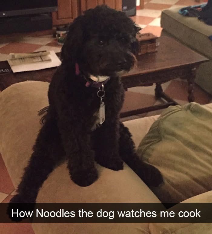 How Noodles the dog watches me cook