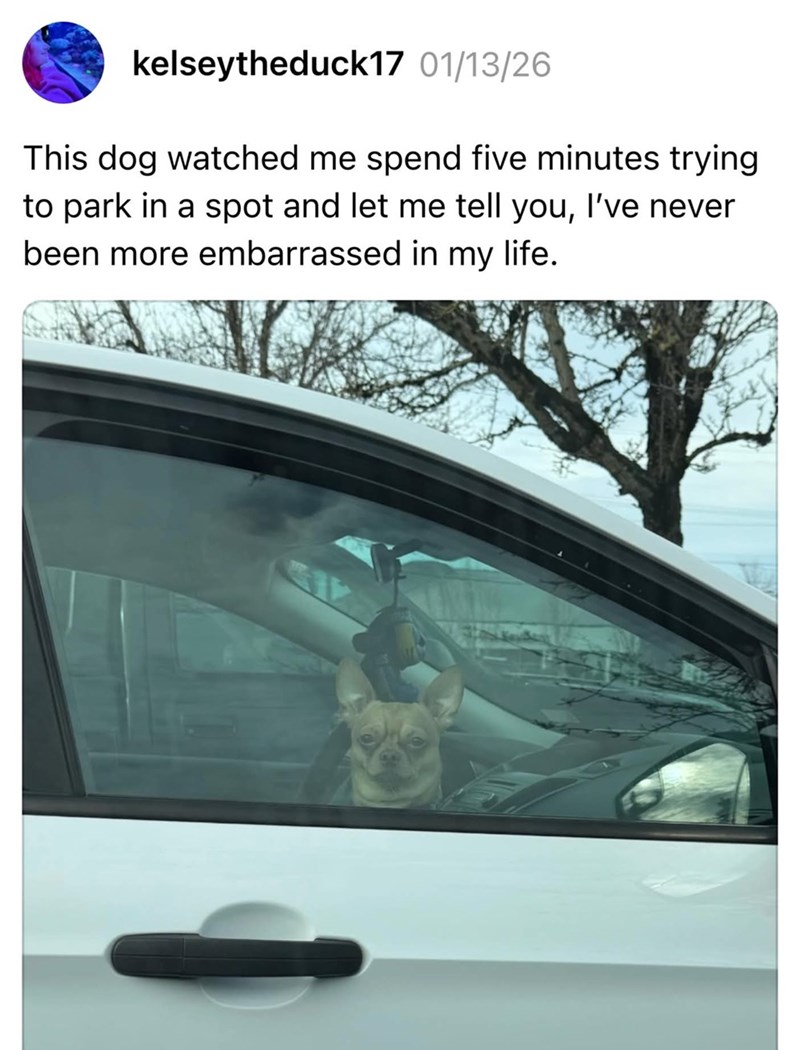 kelseytheduck17 01/13/26 This dog watched me spend five minutes trying to park in a spot and let me tell you, I've never been more embarrassed in my life.