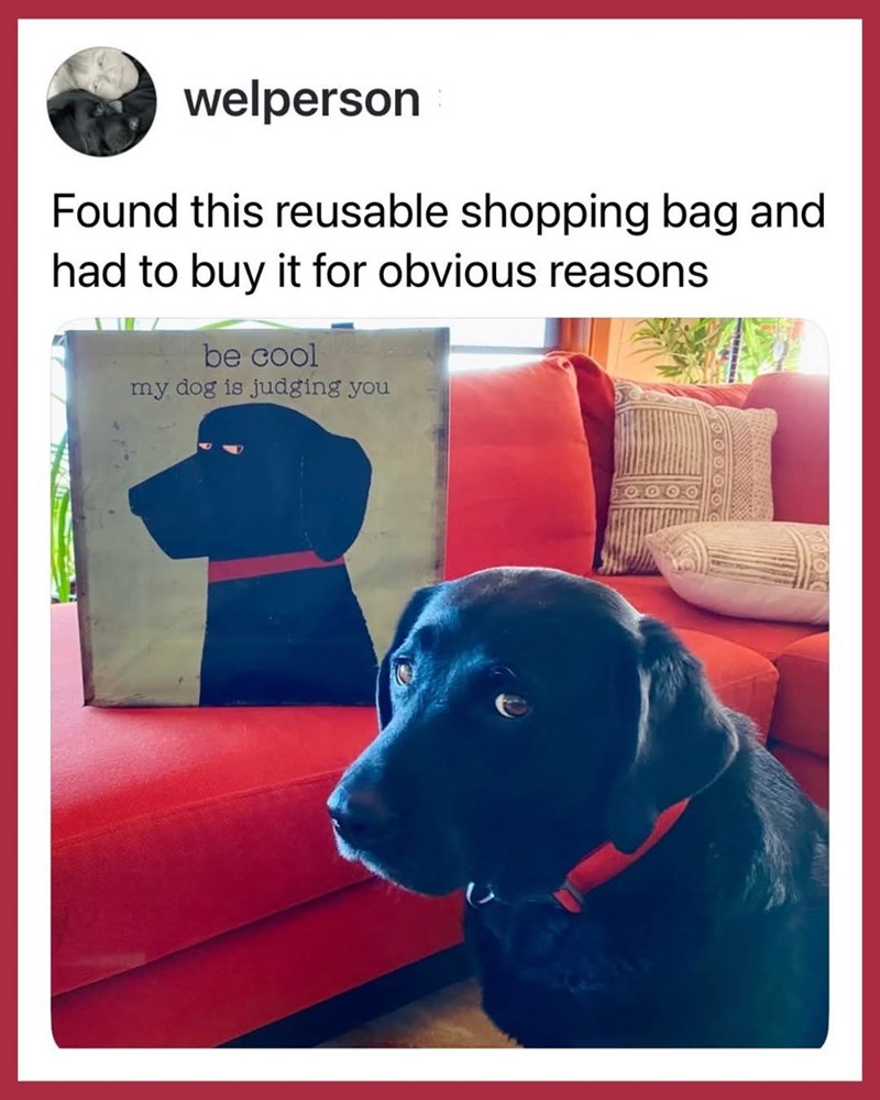 welperson Found this reusable shopping bag and had to buy it for obvious reasons be cool my dog is judging you