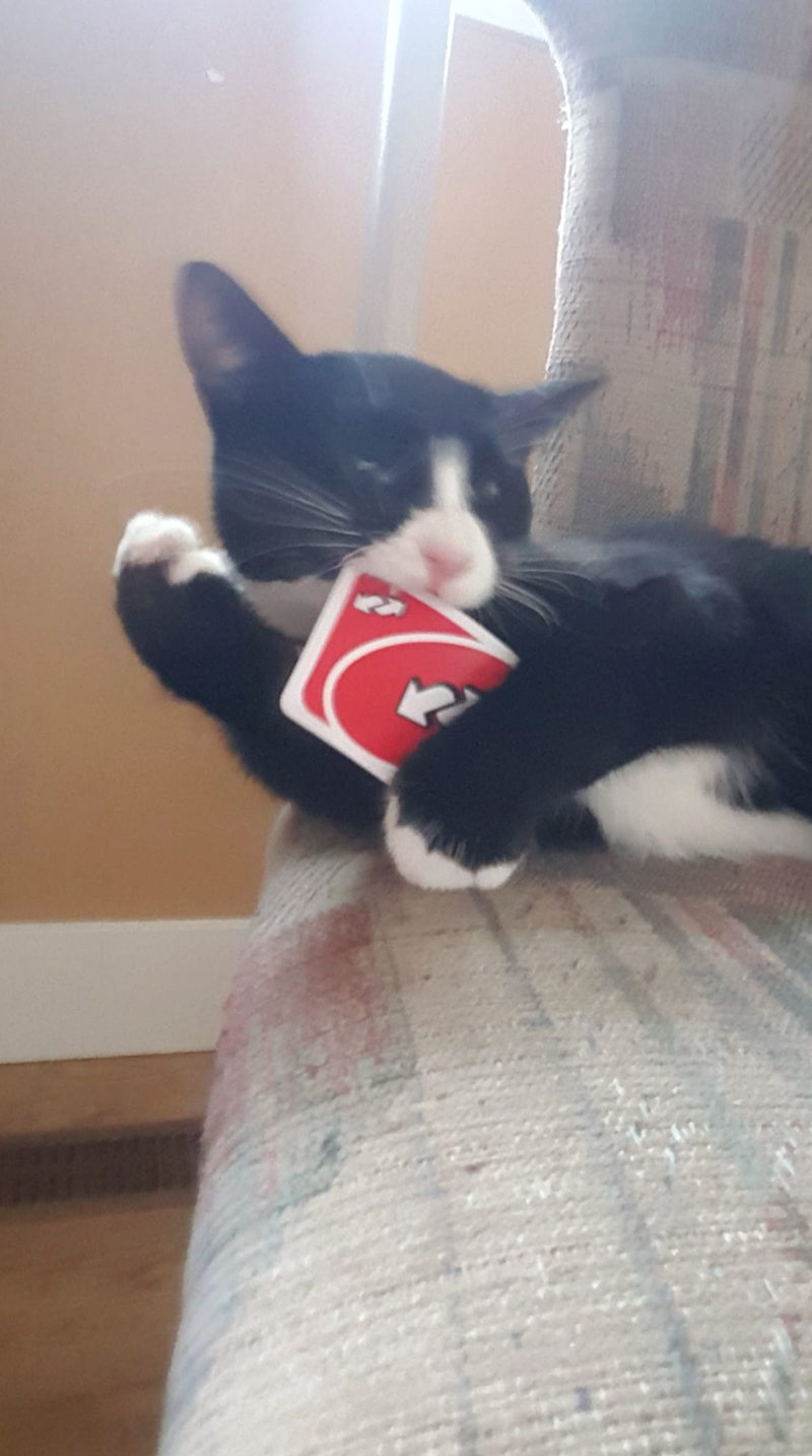 Cheezburger Image 10624656384