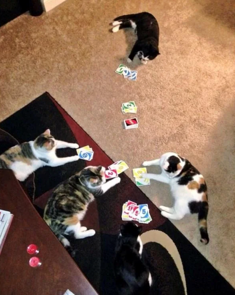 Cheezburger Image 10624658432