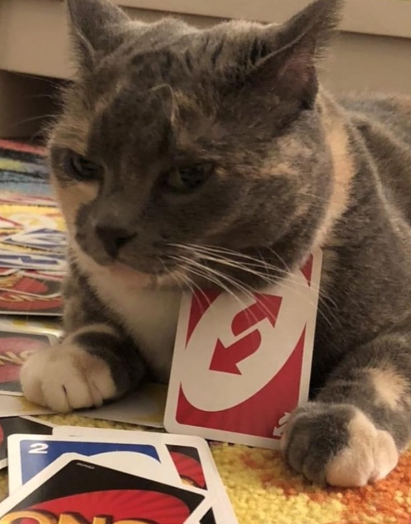 Cheezburger Image 10624660736