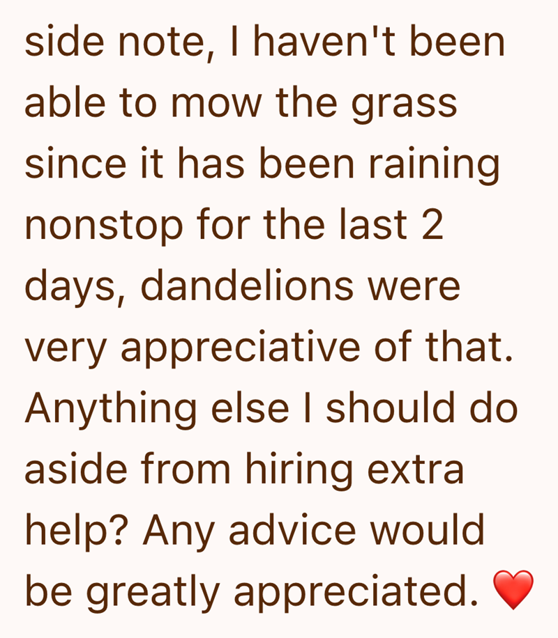side note, I haven't been able to mow the grass since it has been raining nonstop for the last 2 days, dandelions were very appreciative of that. Anything else I should do aside from hiring extra help? Any advice would be greatly appreciated.