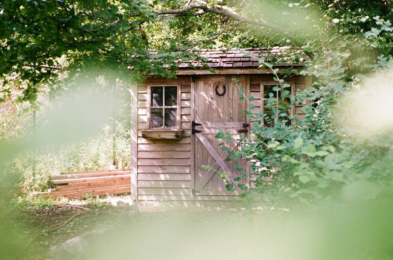 A wooden shed surrounded by greenery in a backyard.