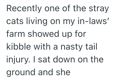 Recently one of the stray cats living on my in-laws' farm showed up for kibble with a nasty tail injury. I sat down on the ground and she