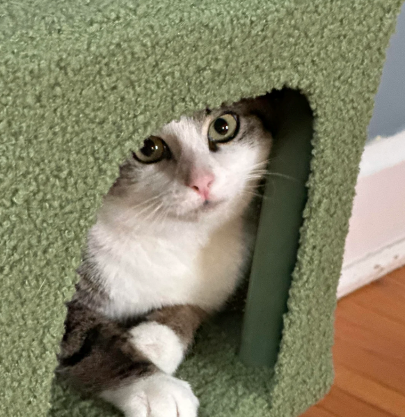 Cheezburger Image 10624771328