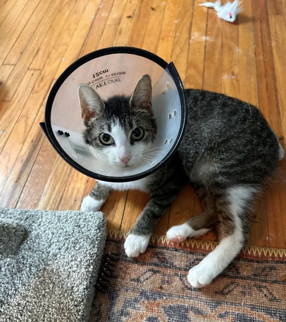 A COM AR00 AE.LOUG wwwwwwwwwwV