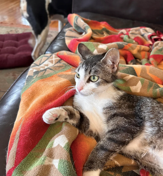 Cheezburger Image 10624773120