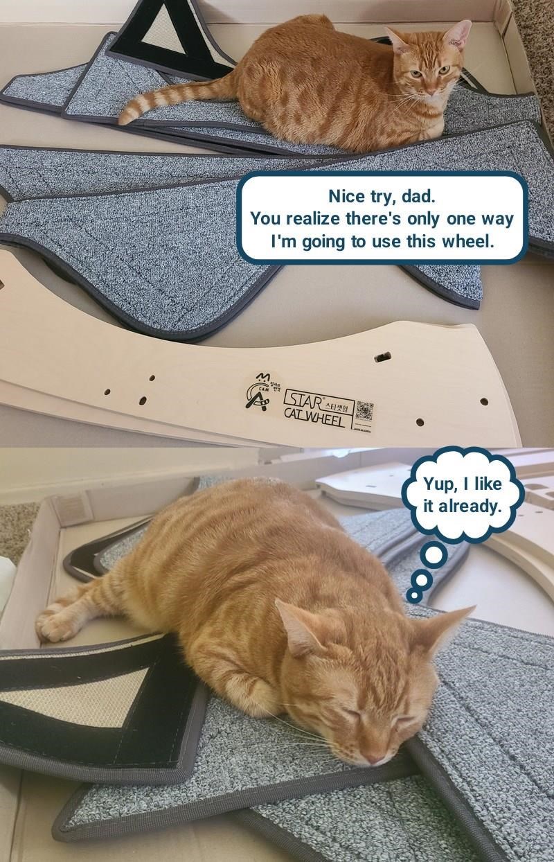 Cheezburger Image 10624786688