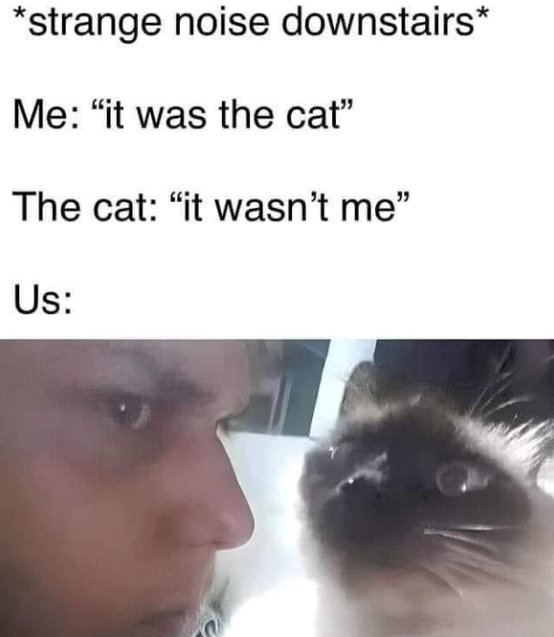 *strange noise downstairs* Me: "it was the cat" The cat: "it wasn't me" Us:
