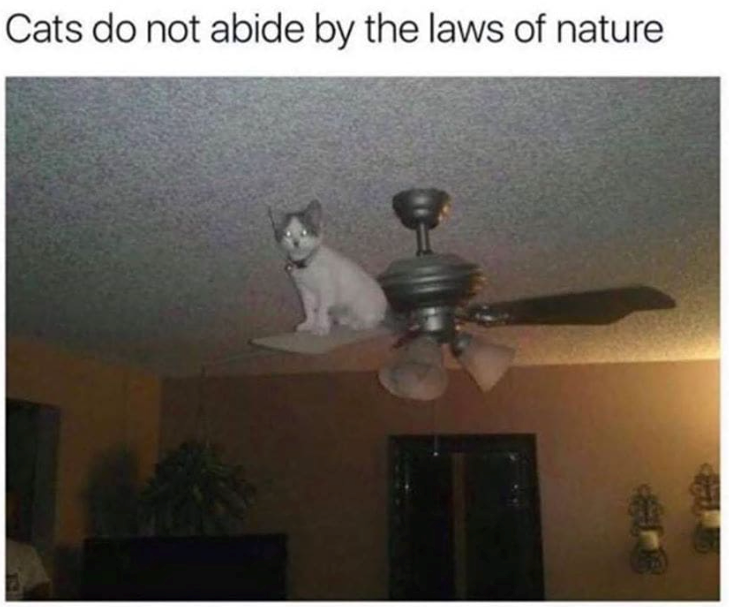 Cheezburger Image 10624791040