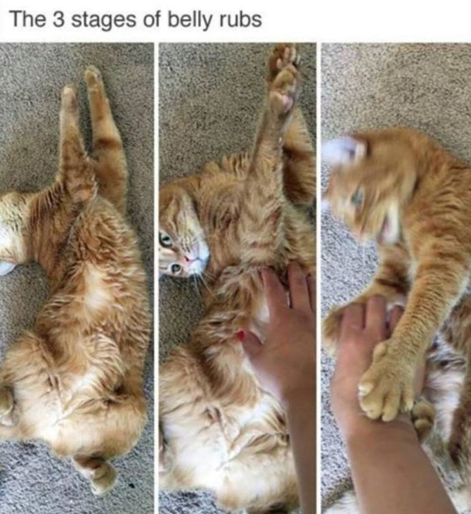 The 3 stages of belly rubs