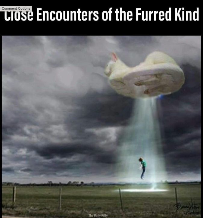 Comment Options Close Encounters of the Furred Kind The Daily Kitty