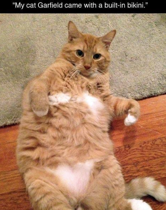 "My cat Garfield came with a built-in bikini."