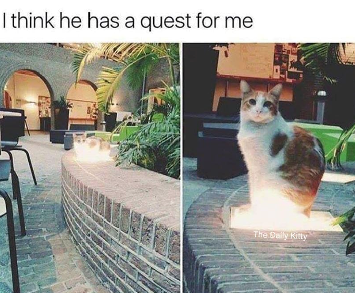 I think he has a quest for me The Daily Kitty