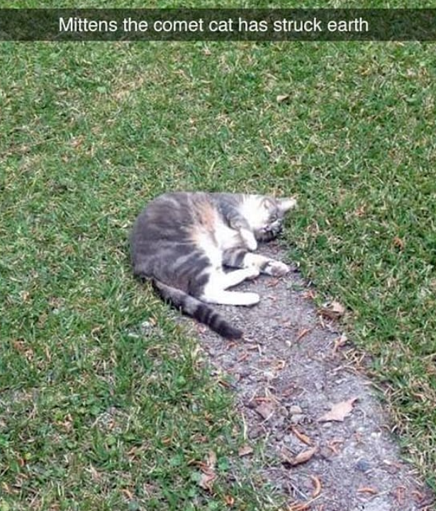 Mittens the comet cat has struck earth