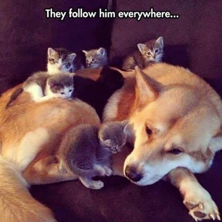 They follow him everywhere...