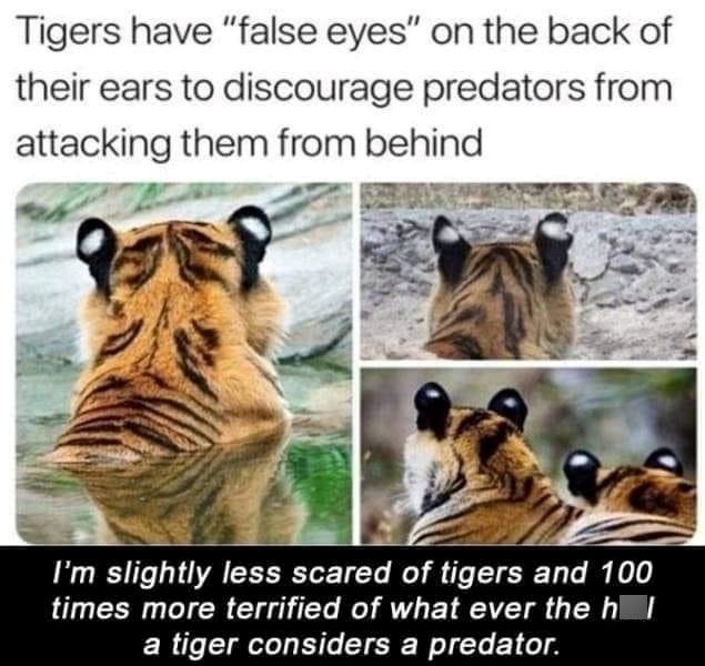 Tigers have "false eyes" on the back of their ears to discourage predators from attacking them from behind I'm slightly less scared of tigers and 100 times more terrified of what ever the hl a tiger considers a predator.