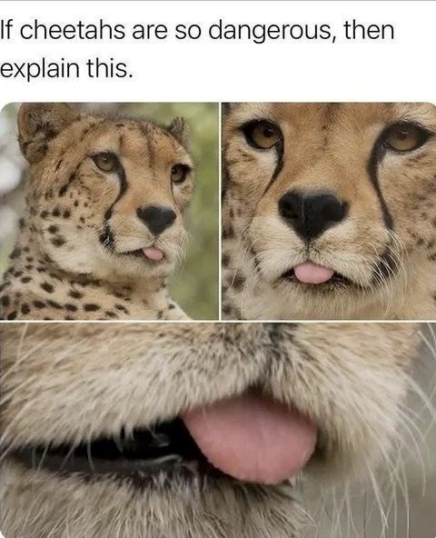 If cheetahs are so dangerous, then explain this.