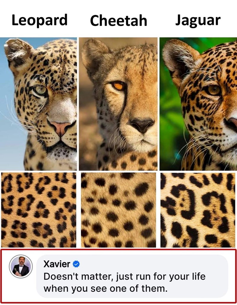 Leopard Cheetah Jaguar Xavier Doesn't matter, just run for your life when you see one of them.
