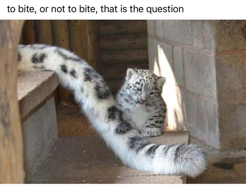 to bite, or not to bite, that is the question