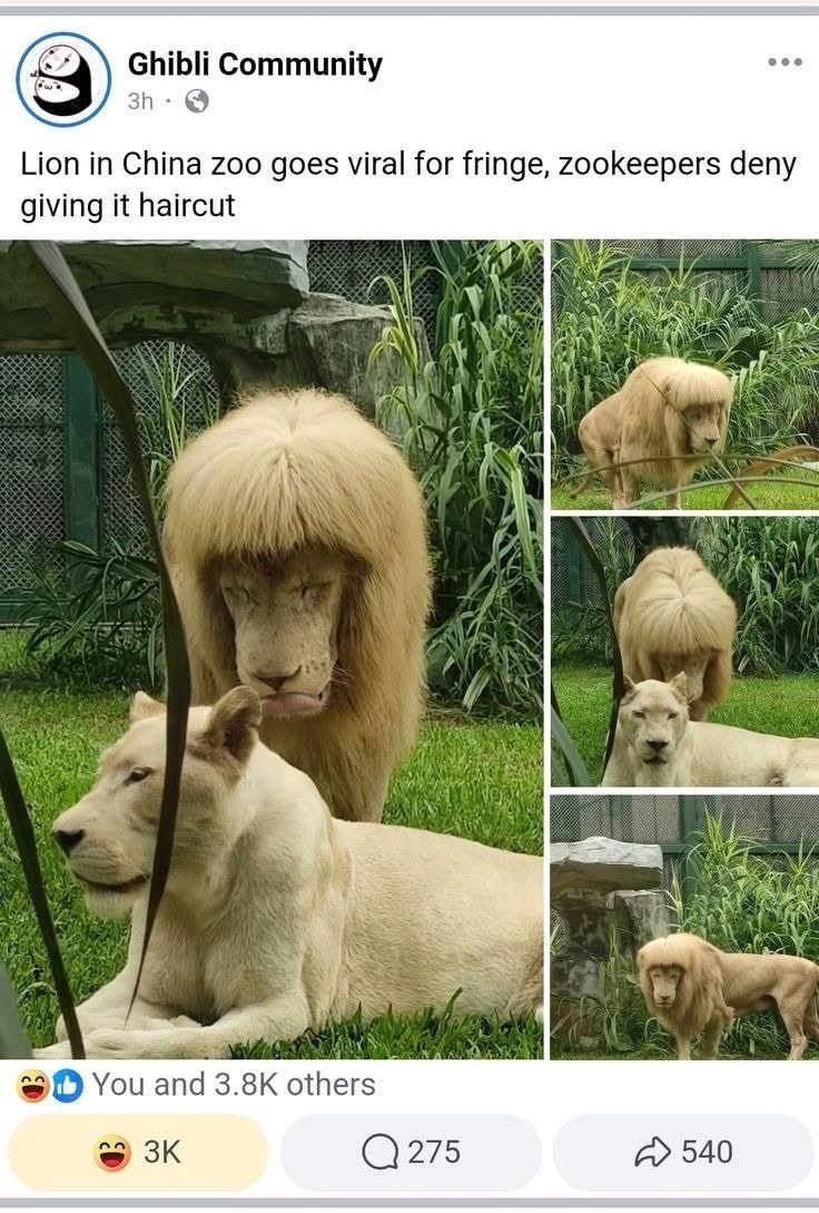 Ghibli Community 3h ... Lion in China zoo goes viral for fringe, zookeepers deny giving it haircut 33 You and 3.8K others 3K Q275 540