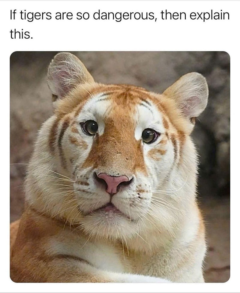 If tigers are so dangerous, then explain this.