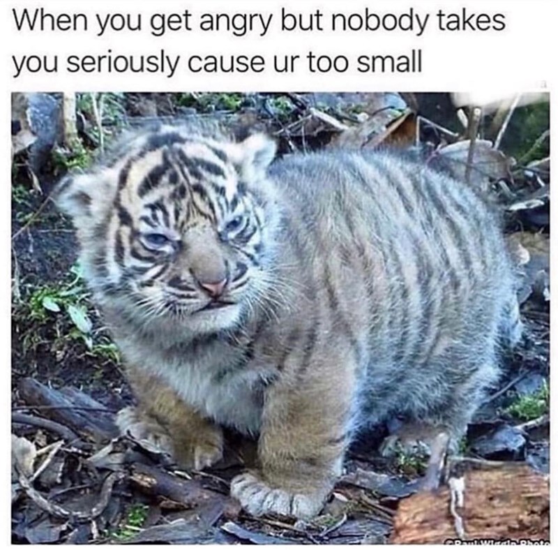 When you get angry but nobody takes you seriously cause ur too small CRamiWinda Photo