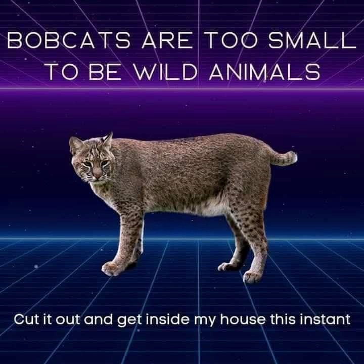 BOBCATS ARE TOO SMALL TO BE WILD ANIMALS Cut it out and get inside my house this instant