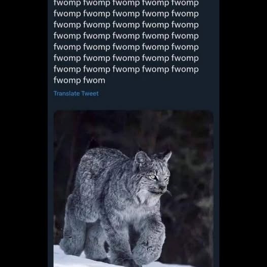 twomp twomp twomp twomp twomp fwomp fwomp fwomp fwomp fwomp fwomp fwomp fwomp fwomp fwomp fwomp fwomp fwomp fwomp fwomp fwomp fwomp fwomp fwomp fwomp fwomp fwomp fwomp fwomp fwomp fwomp fwomp fwomp fwomp fwomp fwomp fwom Translate Tweet