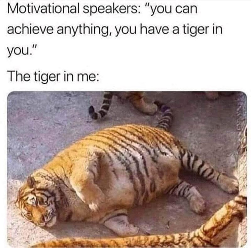 Motivational speakers: "you can achieve anything, you have a tiger in you." The tiger in me: