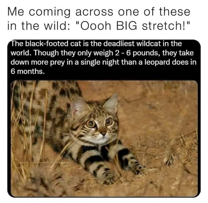 Me coming across one of these in the wild: "Oooh BIG stretch!" The black-footed cat is the deadliest wildcat in the world. Though they only weigh 2-6 pounds, they take down more prey in a single night than a leopard does in 6 months.