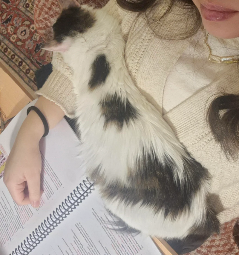 Cheezburger Image 10624810752