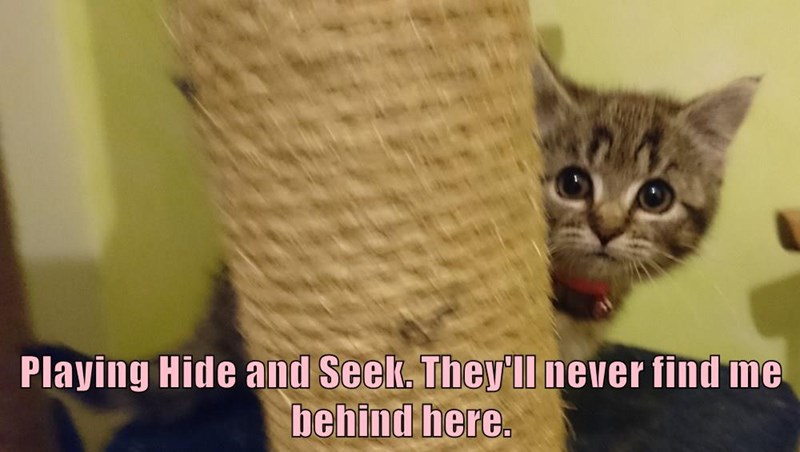 Cheezburger Image 10624812544