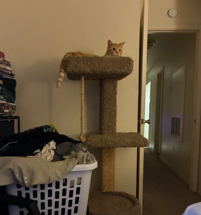 Cheezburger Image 10624828928