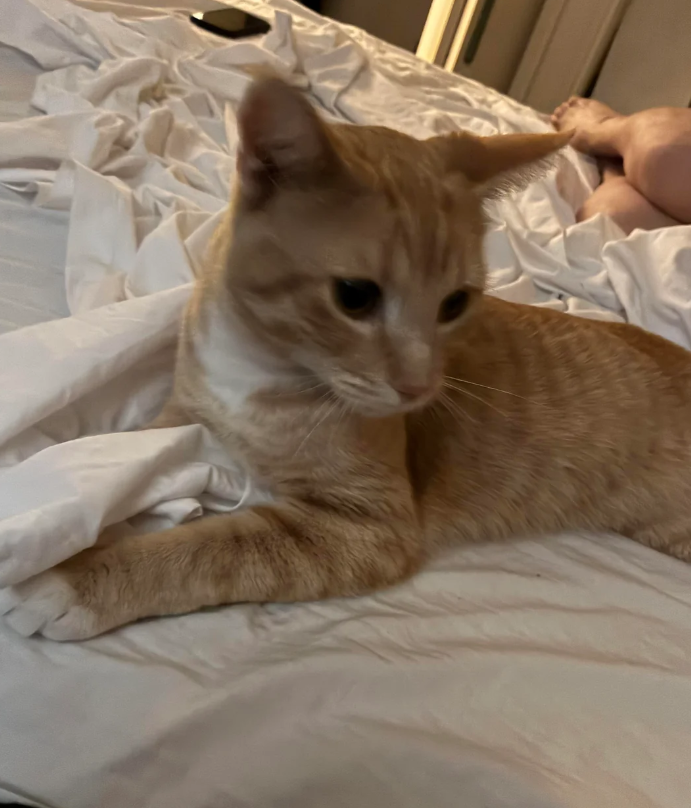 Cheezburger Image 10624829696